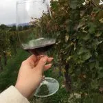 alexia review wine